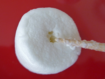 Close-up of marshmallow with hole poked in center, showing marshmallow-covered tip of wooden skewer.